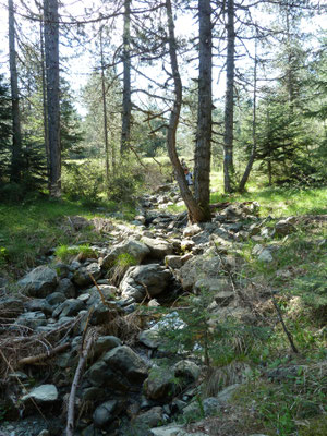Bergbosbeek