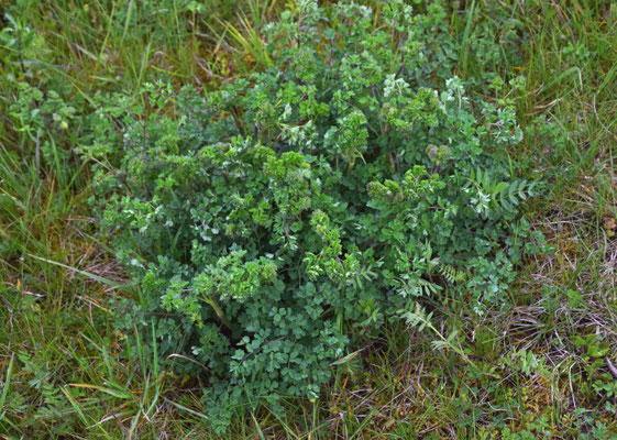 Thalictrum minus - Kleine ruit