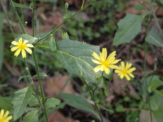 Lapsana communis - Akkerkool