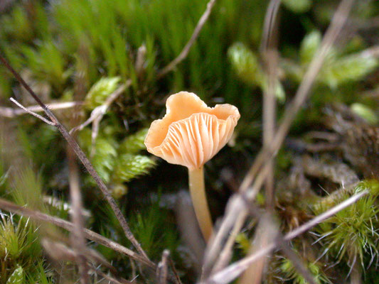 Mycena flava-alba - Bleekgele mycena