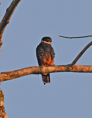 Bat Falcon