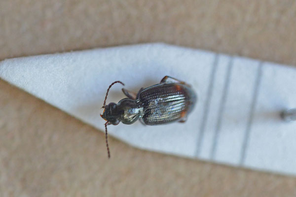 Bembidion normannum - Slanke kwelderpriemkever