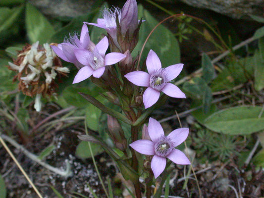 Gentianella campestris - Veldgentiaan