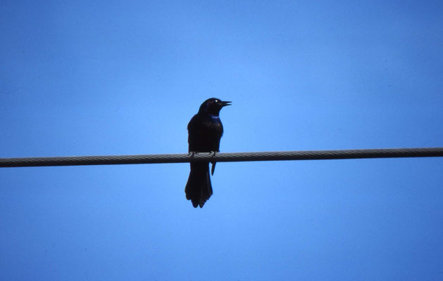 Common Grackle