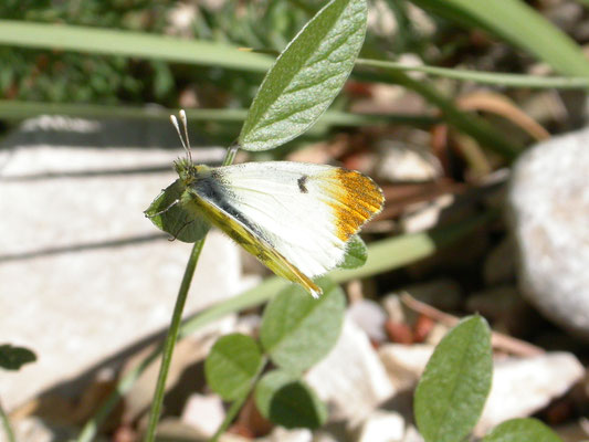 geel oranjetipje (Anthocharis euphenoides), vrouw