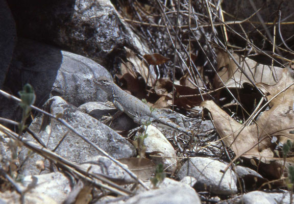 Greater Earless Lizard, female