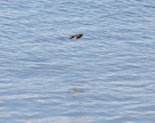 Brown-chested Martin