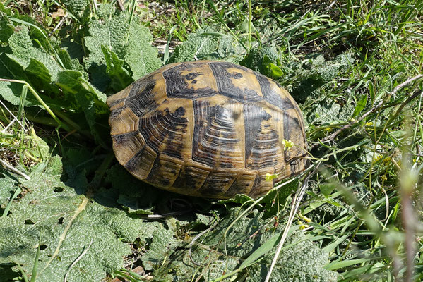 Moorse landschildpad