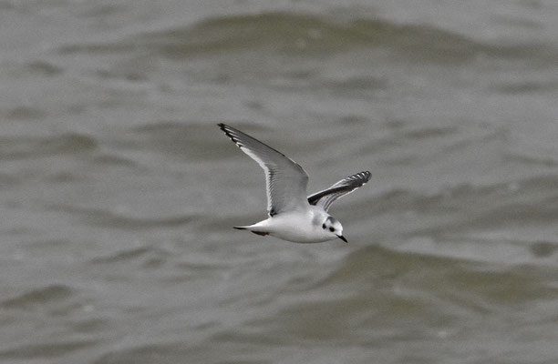 Dwergmeeuw