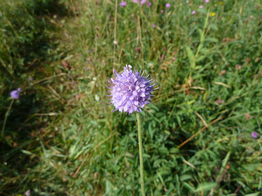 Succisia pratensis - Blauwe knoop