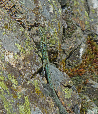 Podarcis tiliguerta