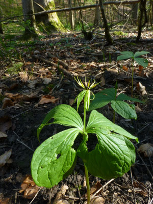 Narthecium ossifragum - Beenbreek