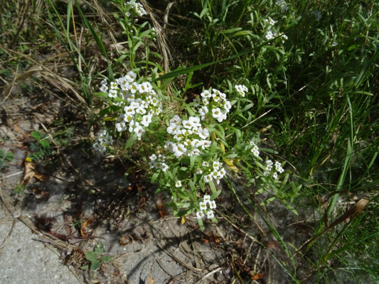 Lobularia maritima - Zilverschildzaad