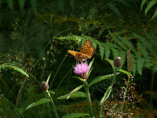 Grote parelmoervlinder