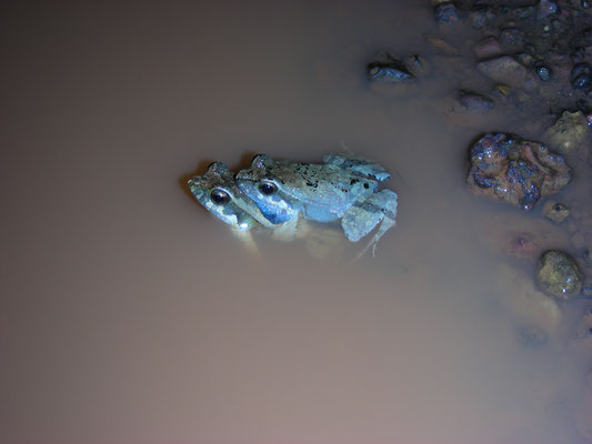 Physalaemus ephippifer - Steindachner's Dwarf Frog