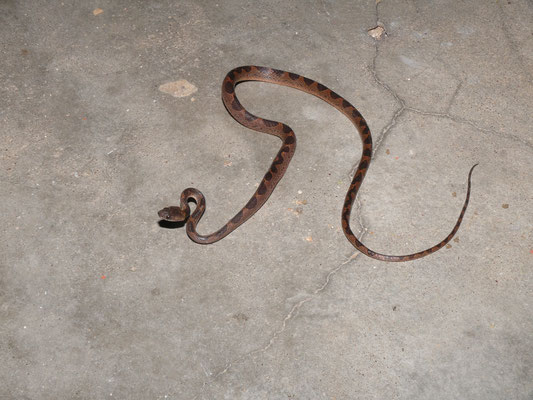 Leptodeira annulata - Kattenoogslang (pinaoroekoekoe)