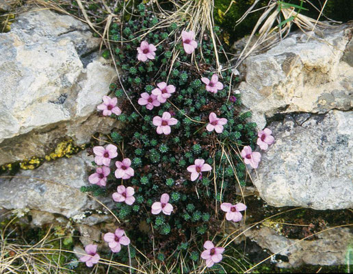 Saxifraga oppositifolia - Zuiltjessteenbreek