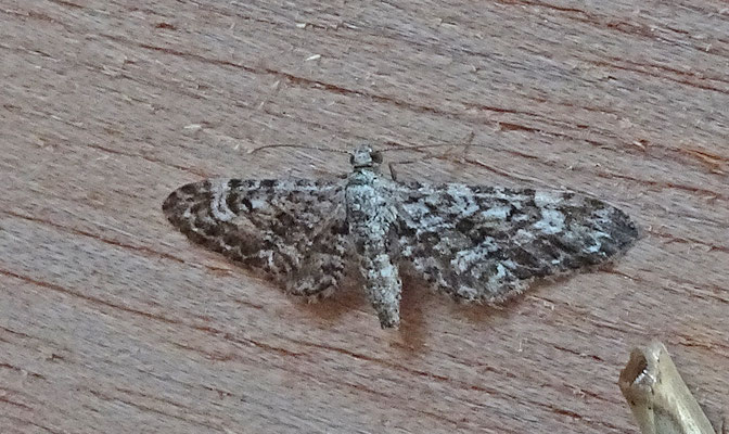 Eupithecia nanata - Smalvleugeldwergspanner