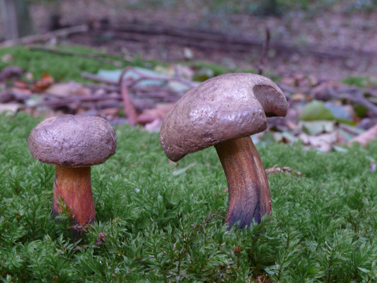 Cyanoboletus pulverulentus - Inktboleet
