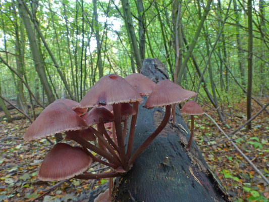 Mycena haematopus - Grote bloedsteelmycena