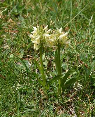 Gele vlierorchis