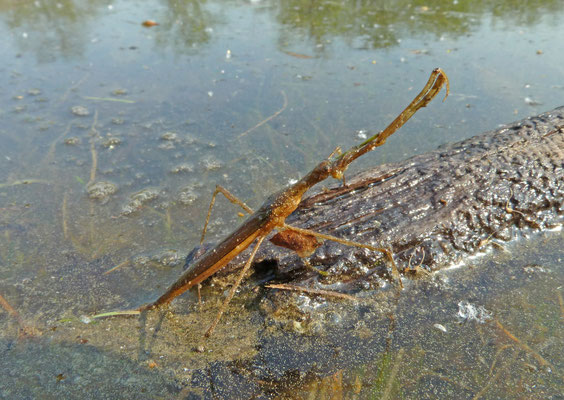 Ranatra linearis - Staafwants