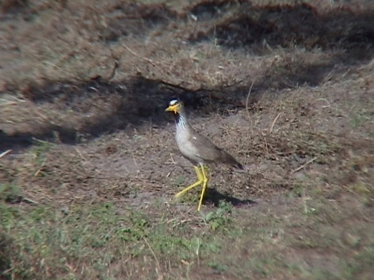 Wattled Plover