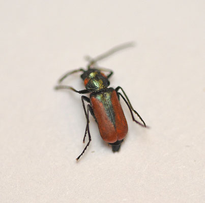 Smaragdina limbata