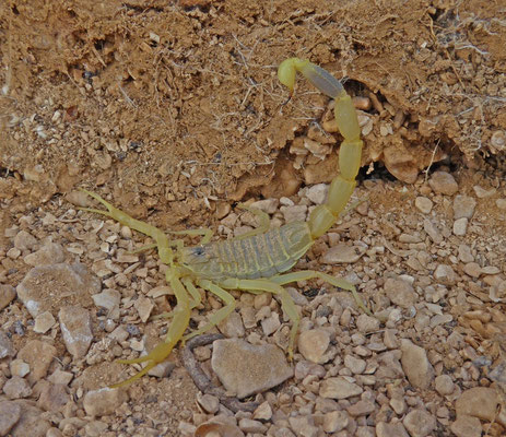 Leiurus quinquestriatus hebraeus