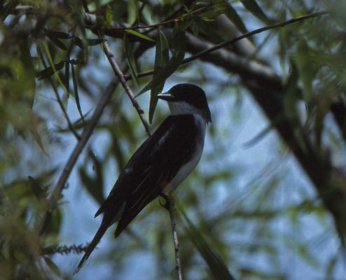Eastern Kingbird