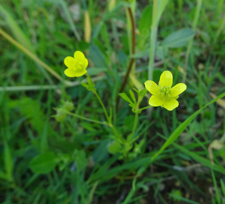 Ranunculus arvensis - Akkerboterbloem
