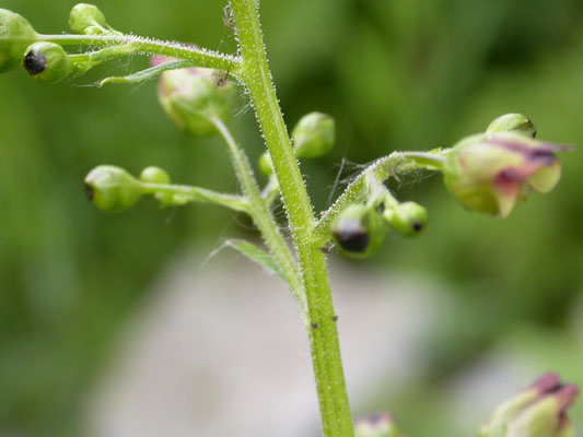 Scrophularia nodosa - Knopig helmkruid