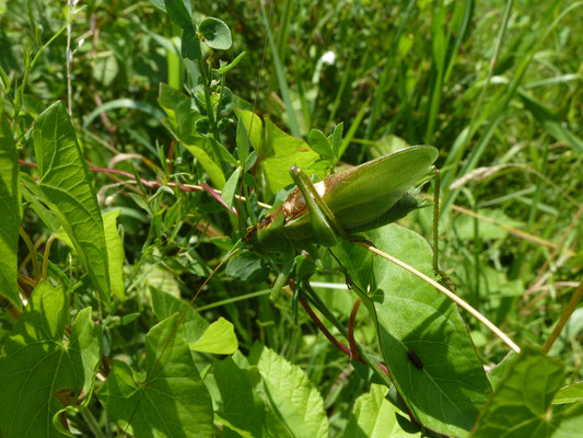 Kleine groene sabelsprinkhaan
