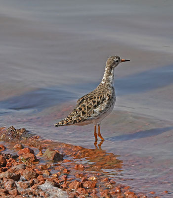 Philomachus pugnax - Ruff