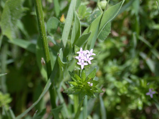 Sherardia arvensis - Blauw walstro