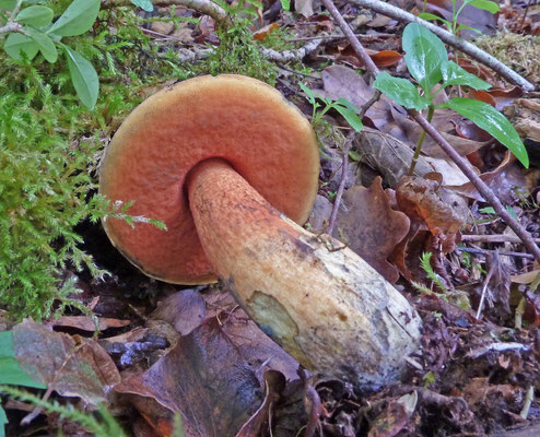 Suillellus luridus - Netstelige heksenboleet