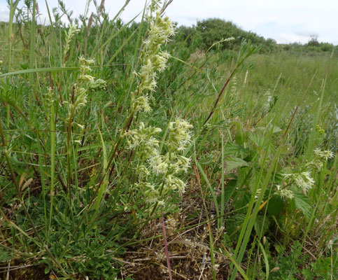 Oorsilene