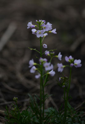 Pinksterbloem