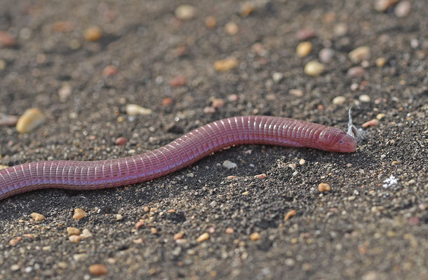 Zuidwest-Iberische wormhagedis