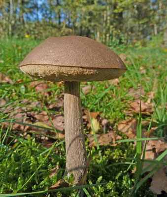Leccinum scabrum - Gewone berkenboleet