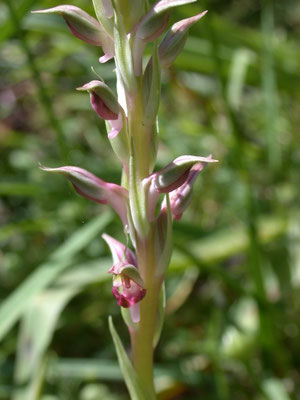 Anacamptis sancta - Heilige orchis