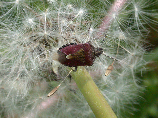Dolycoris baccarum - Bessenschildwants