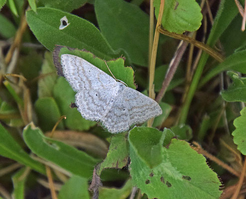 Scopula nigropunctata - Zwartstipspanner