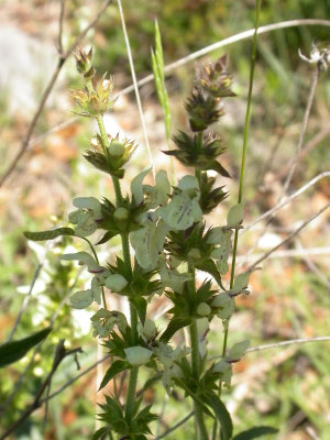Stachys recta - Bergandoorn