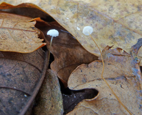 Marasmius setosus - Tengere Beukentaailing