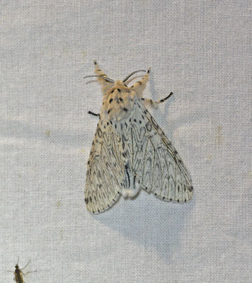Witte hermelijnvlinder