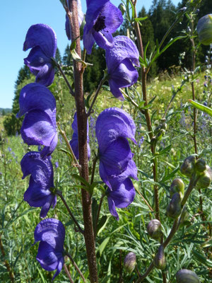 Aconitum variegatum - Bonte monnikskap