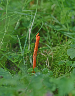 Rupsendoder