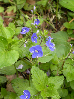 Veronica chamaedrys - Gewone ereprijs