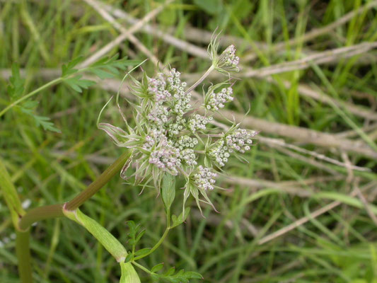 Conium maculatum - Gevlekte scheerling